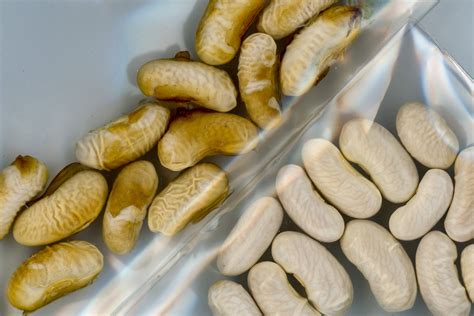 gloves seed in tagalog|Glove in Tagalog.